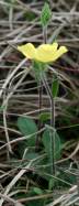 Carolina Frostweed