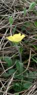 Carolina Frostweed