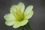 Cutleaf Evening Primrose