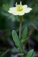 Cutleaf Evening Primrose