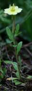 Cutleaf Evening Primrose