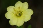 Cutleaf Evening Primrose