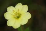 Cutleaf Evening Primrose