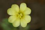 Cutleaf Evening Primrose