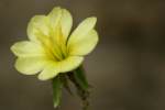 Cutleaf Evening Primrose