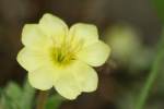 Cutleaf Evening Primrose