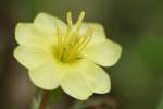 Cutleaf Evening Primrose