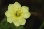 Cutleaf Evening Primrose