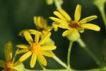 Cut-leaved Daisy - Englemann's Daisy