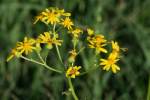 Cut-leaved Daisy - Englemann's Daisy