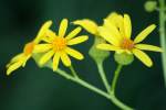 Cut-leaved Daisy - Englemann's Daisy