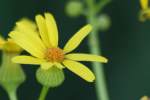 Cut-leaved Daisy - Englemann's Daisy