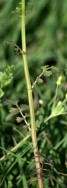 Cut-leaved Daisy - Englemann's Daisy