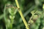 Cut-leaved Daisy - Englemann's Daisy