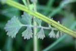 Cut-leaved Daisy - Englemann's Daisy