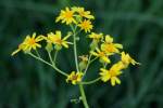 Cut-leaved Daisy - Englemann's Daisy