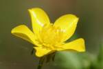 Swamp / Marsh Buttercup