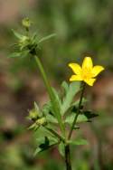 Swamp / Marsh Buttercup