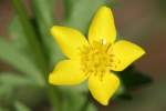 Swamp / Marsh Buttercup