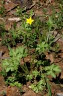 Swamp / Marsh Buttercup