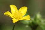 Swamp / Marsh Buttercup