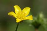 Swamp / Marsh Buttercup