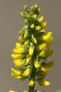 Yellow Sour clover