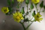 Asiatic False Hawksbeard