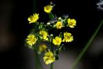 Asiatic False Hawksbeard