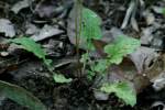 Asiatic False Hawksbeard