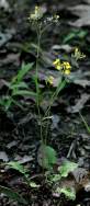 Asiatic False Hawksbeard