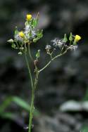 Asiatic False Hawksbeard