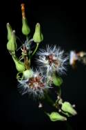 Asiatic False Hawksbeard