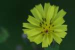 Asiatic False Hawksbeard