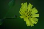 Asiatic False Hawksbeard