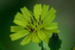 Asiatic False Hawksbeard