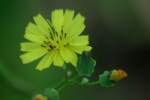 Asiatic False Hawksbeard