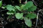 Asiatic False Hawksbeard