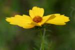 Lance-leaved Coreopsis