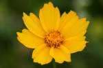 Lance-leaved Coreopsis