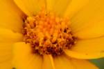 Lance-leaved Coreopsis