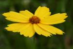 Lance-leaved Coreopsis