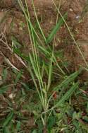 Lance-leaved Coreopsis