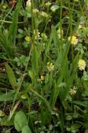 Lance-leaved Coreopsis