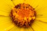 Lance-leaved Coreopsis