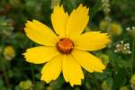 Lance-leaved Coreopsis