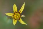 Yellow Blue-eyed Grass