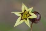 Yellow Blue-eyed Grass