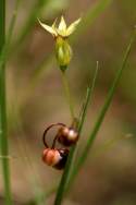 Yellow Blue-eyed Grass