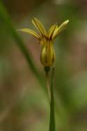 Yellow Blue-eyed Grass